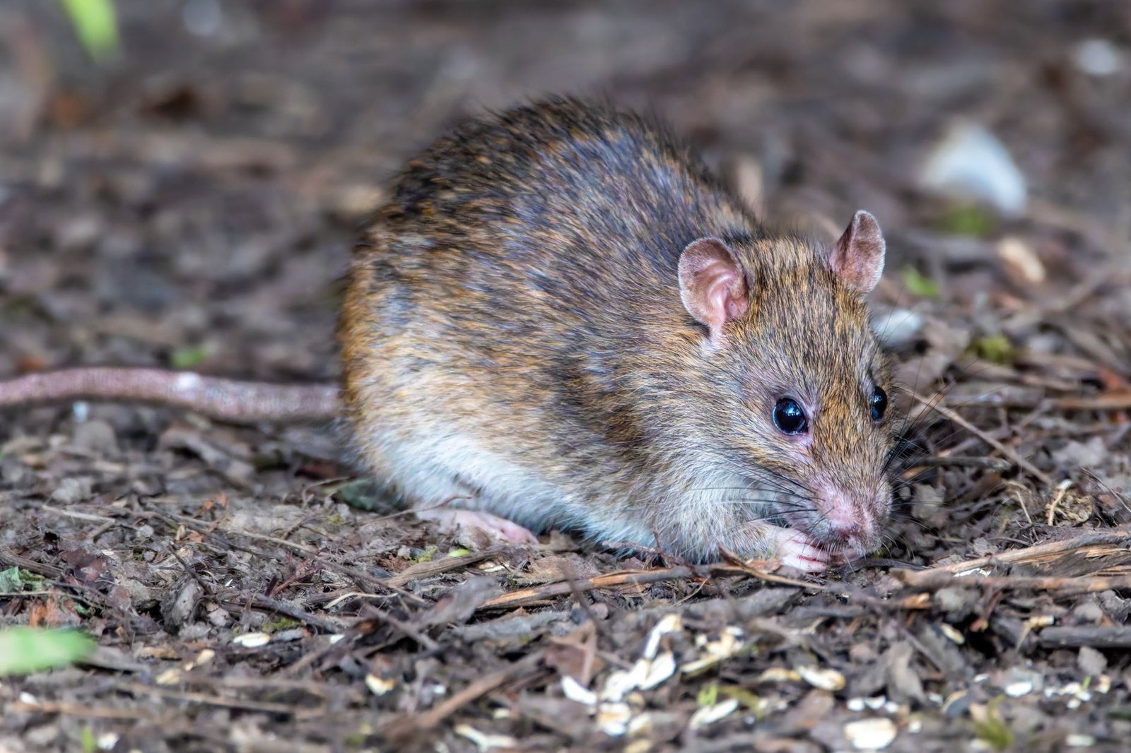 Rodent & Rat Control